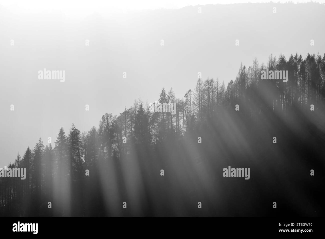 Stimmungsvolles Schwarz-weiß-Landschaftsfoto der Sonne, die durch einen von Bäumen gesäumten Berg scheint Stockfoto