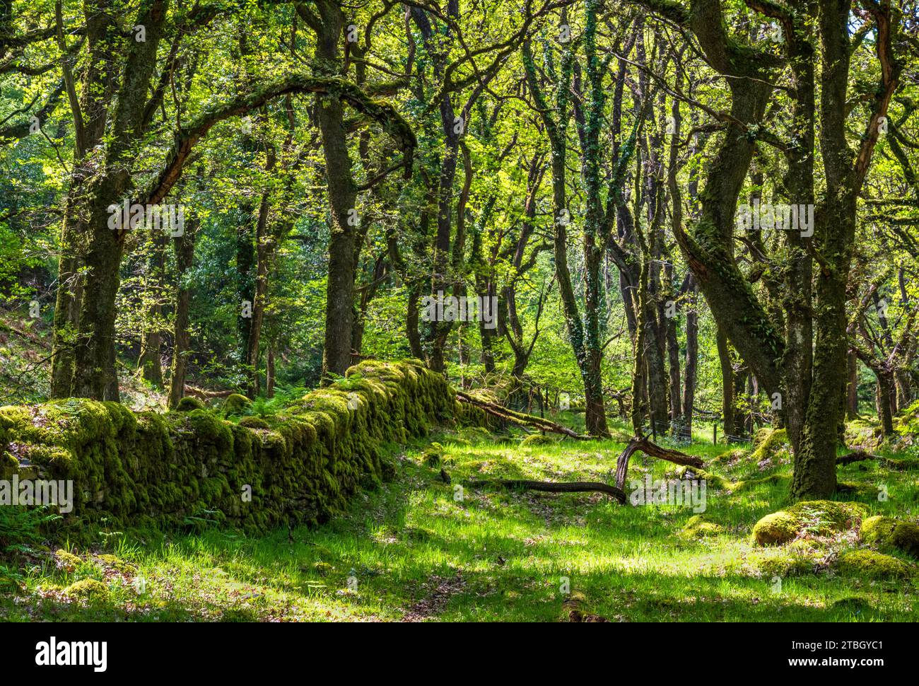 Im geschützten Dartmoor-Tal des East Okement River in der Nähe von Fatherford, Okehampton, Devon, Großbritannien, waren Bäume und Moos von der Sonne bedeckt. Stockfoto