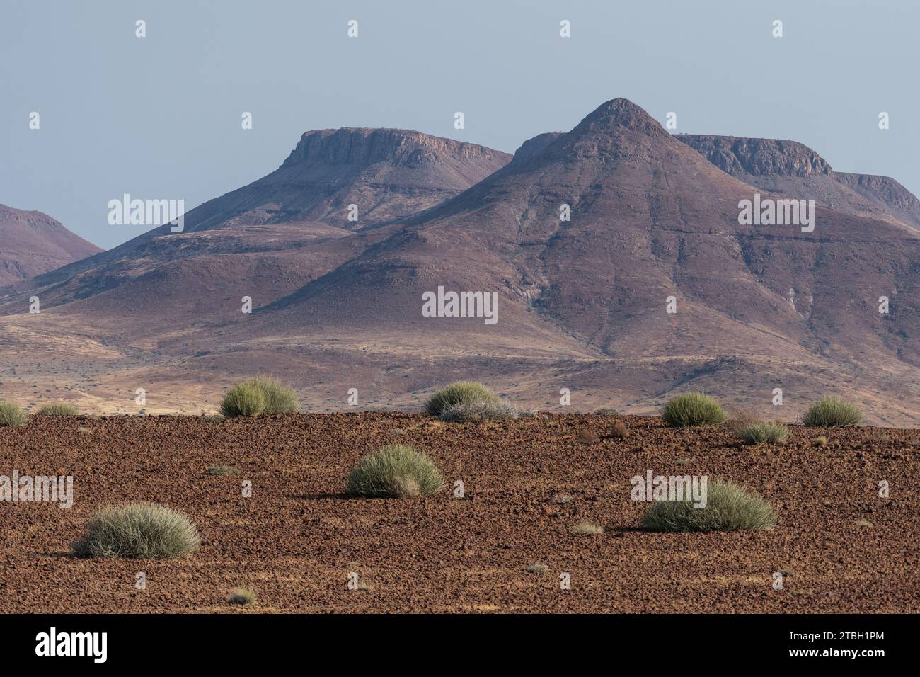 Palmwag Regional Park, Kunene Region, Namibia, Afrika Stockfoto