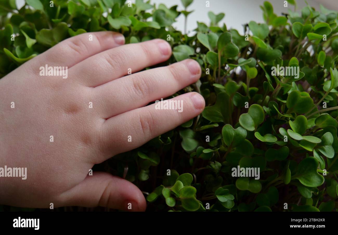 Die Hand eines Kindes liegt auf einer weichen, frischen Grasfläche. Kindheit und Natur. Сhild Kenntnis der Welt Stockfoto