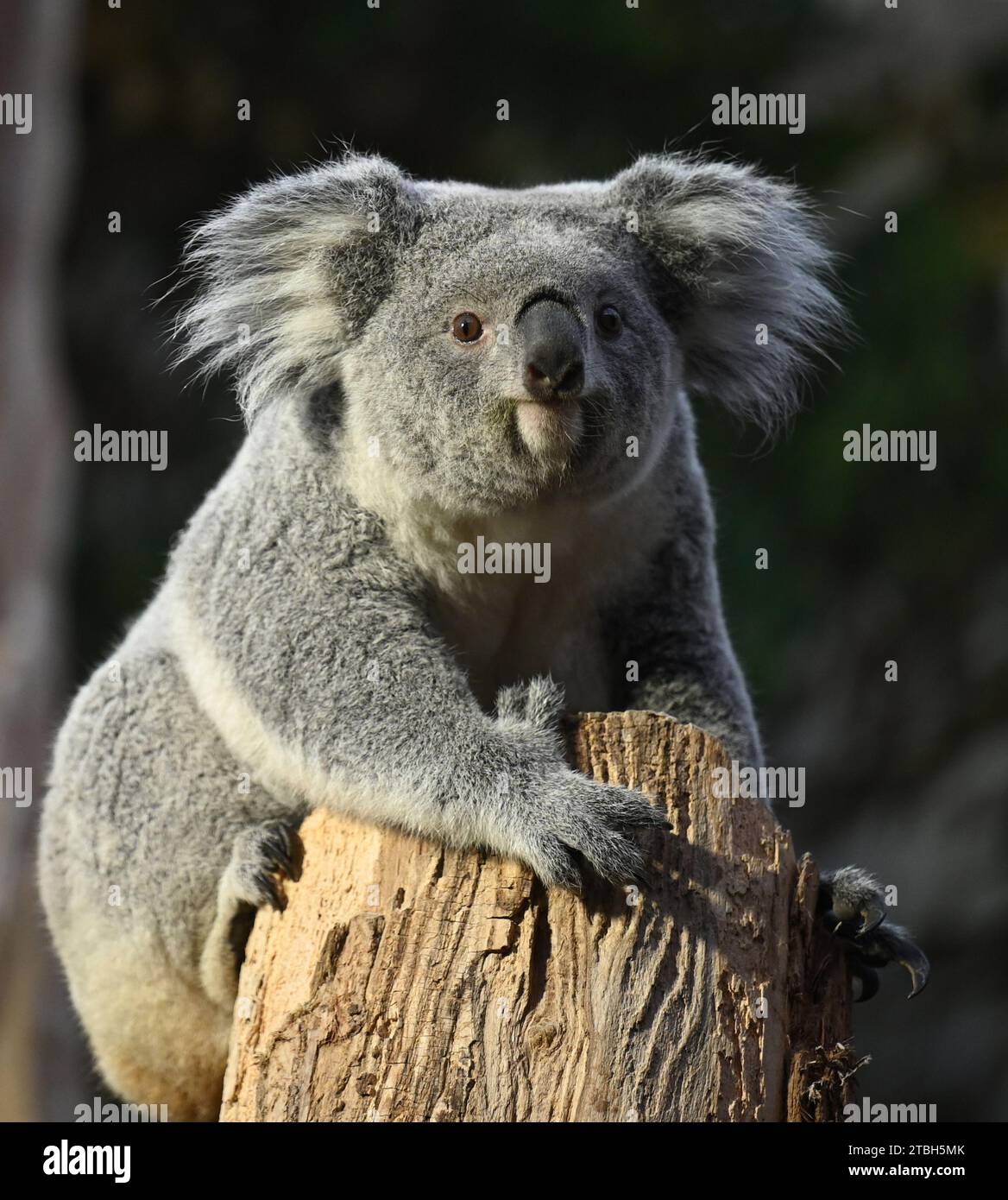 Leipzig, Deutschland. Dezember 2023. Die weibliche Koala Erlinga sitzt auf einem Baumstamm. Ende November kam die zweijährige Koala aus dem Duisburger Zoo auf Empfehlung des European Endangered Species Program (EEP) nach Leipzig. Ziel ist es, die Züchtung dieser gefährdeten Art zu unterstützen. Quelle: Patricia Bartos/dpa/Alamy Live News Stockfoto