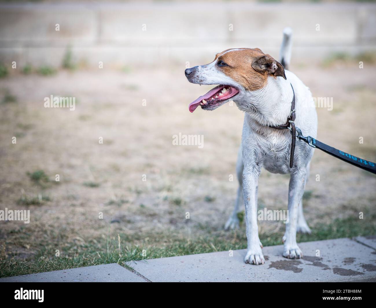8-jähriger Dänisch-schwedischer Bauernhund nach einem Kühlbad in einem Bach in Schweden. Stockfoto