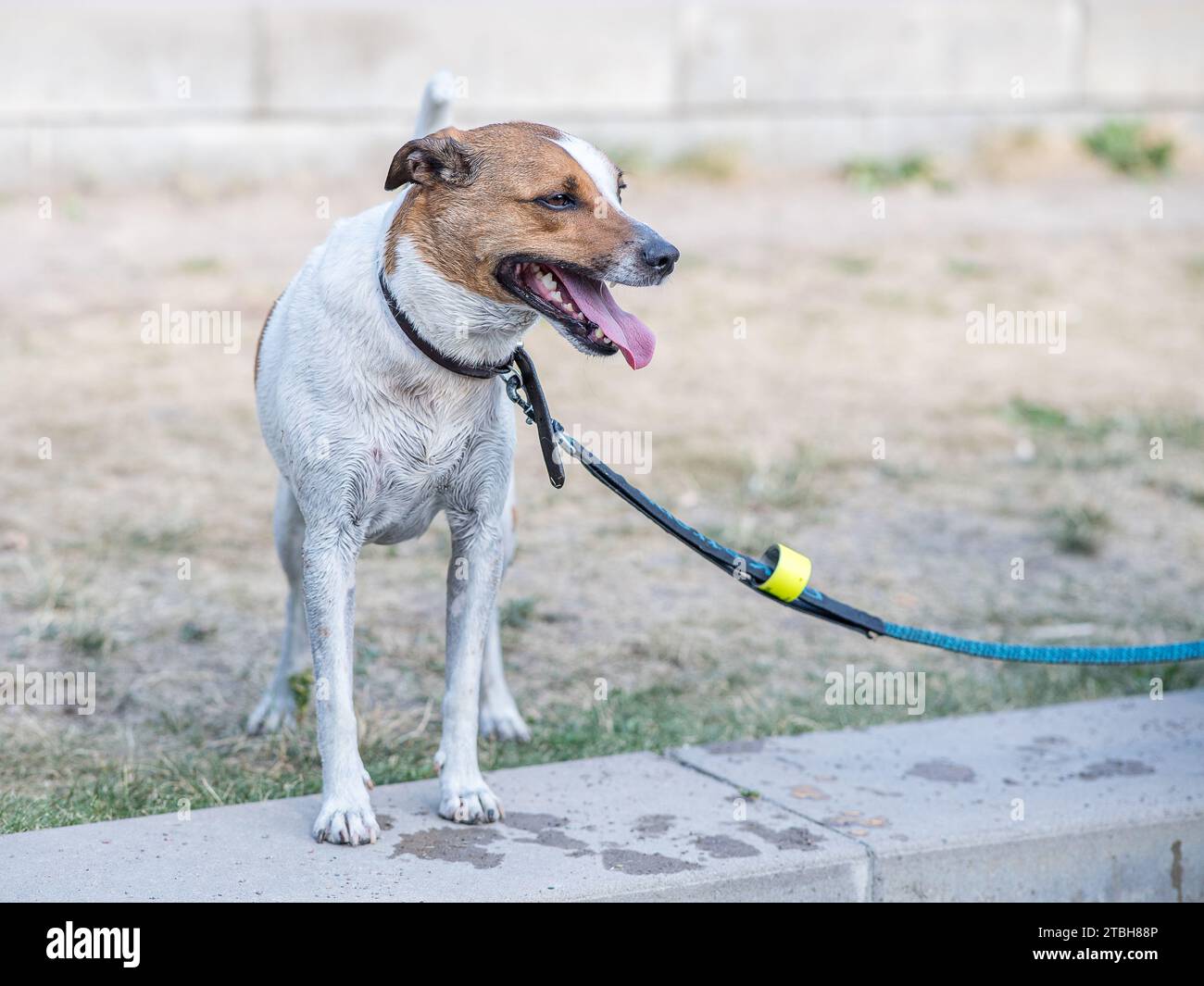 8-jähriger Dänisch-schwedischer Bauernhund nach einem Kühlbad in einem Bach in Schweden. Stockfoto