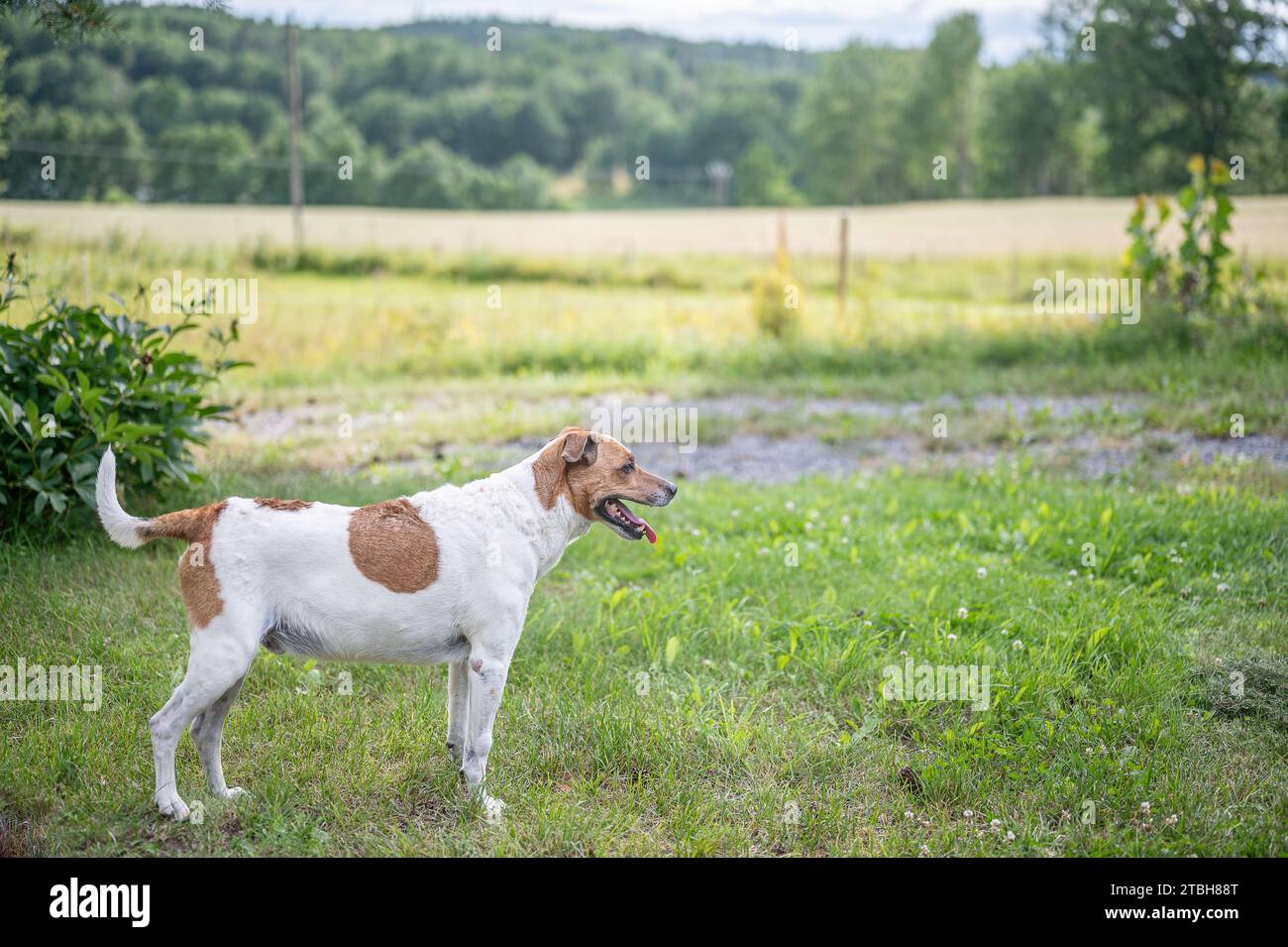 11-jähriger Dänisch-schwedischer Bauernhund im ländlichen Östergötland in Schweden. Stockfoto
