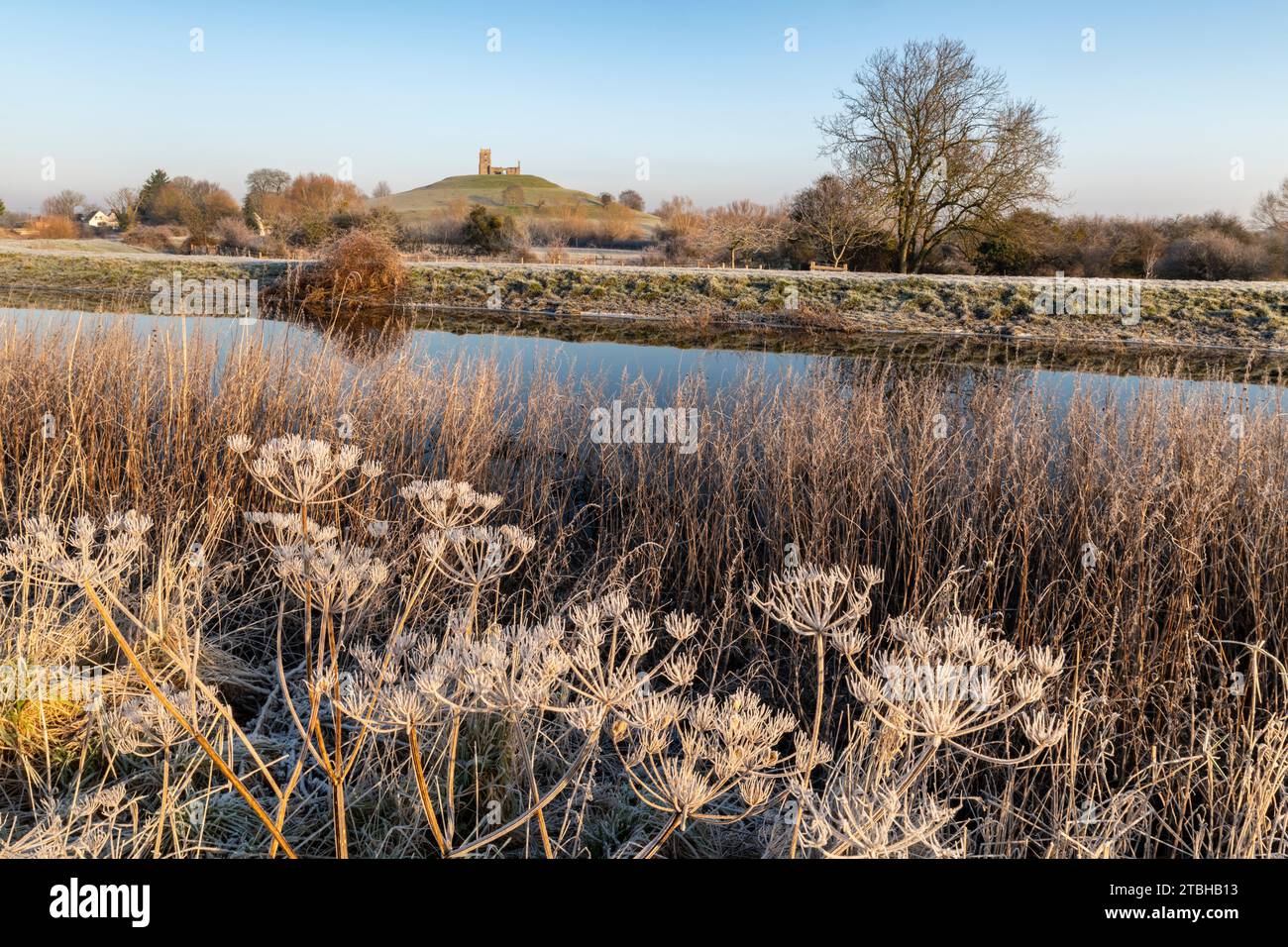 Frostpflanzen am Ufer des Flusses Parrett, mit Burrow Mump Kirche im Hintergrund, Burrowbridge, Somerset, England. Winter (Januar) 2023. Stockfoto
