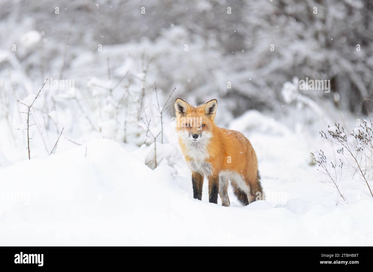 Rotfuchs mit buschigem Schwanz und orangefarbenem Pelzmantel jagen im frisch gefallenen Schnee in Kanada Stockfoto