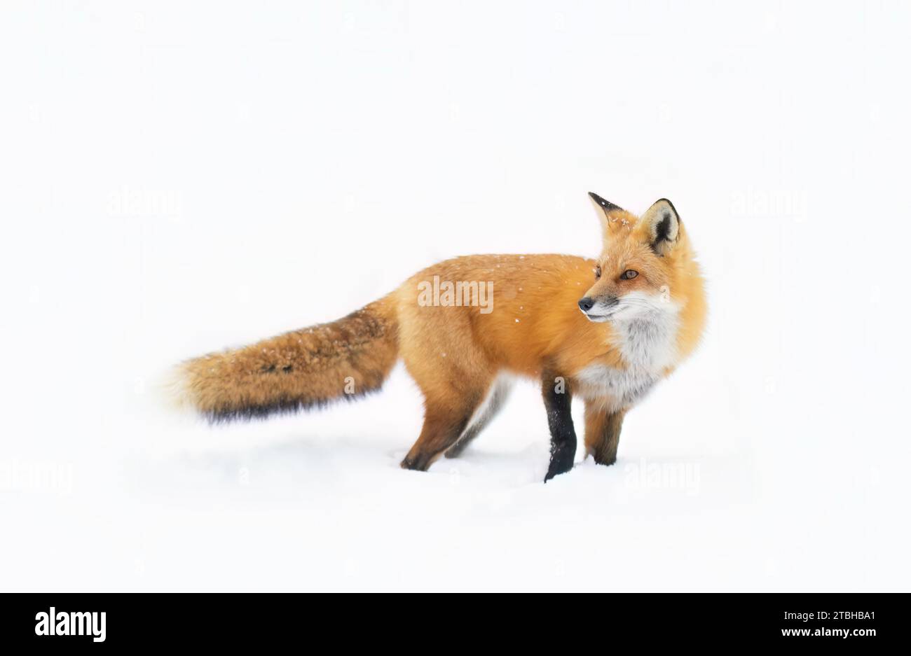 Rotfuchs mit buschigem Schwanz und orangefarbenem Pelzmantel jagen im frisch gefallenen Schnee in Kanada Stockfoto