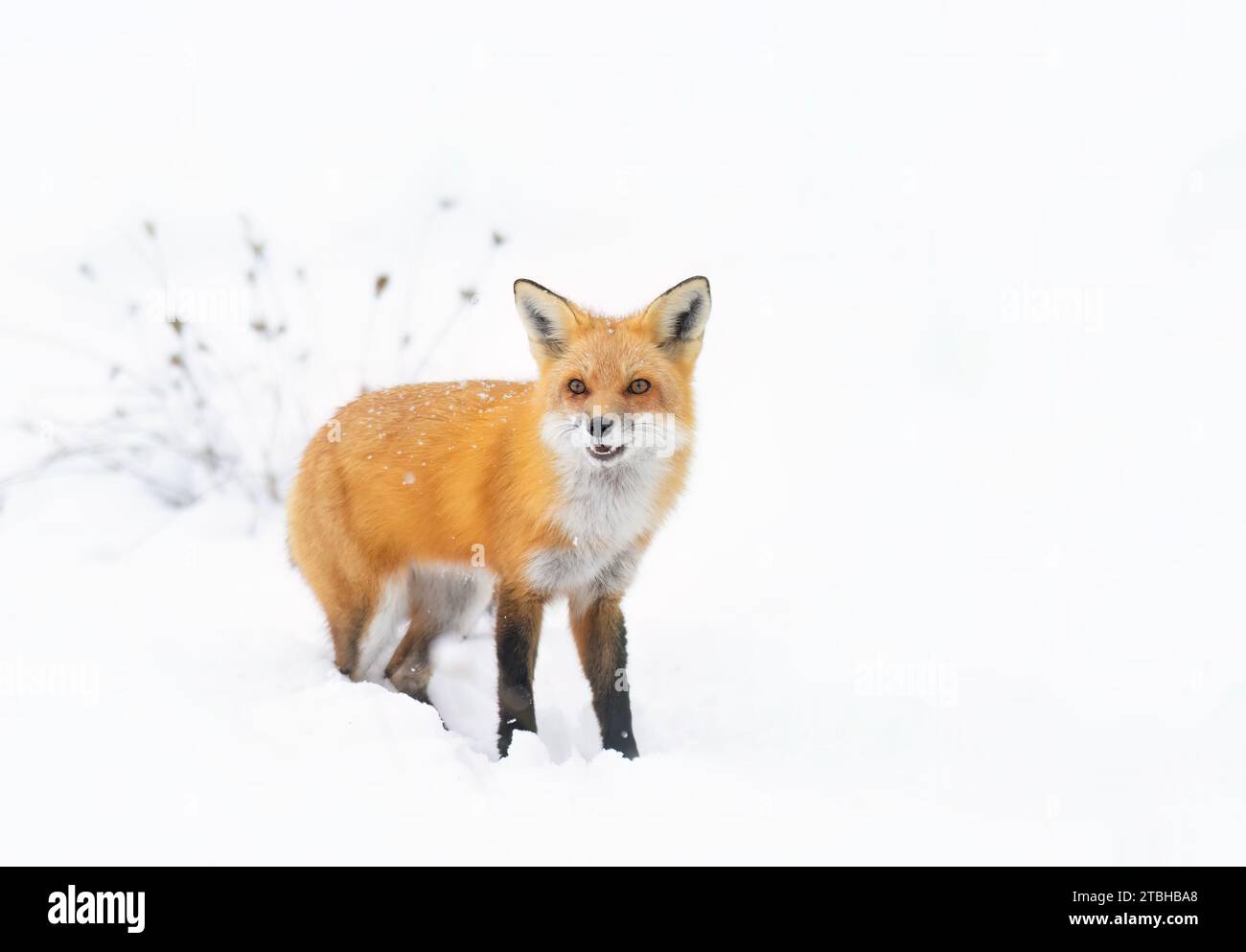 Rotfuchs mit buschigem Schwanz und orangefarbenem Pelzmantel jagen im frisch gefallenen Schnee in Kanada Stockfoto