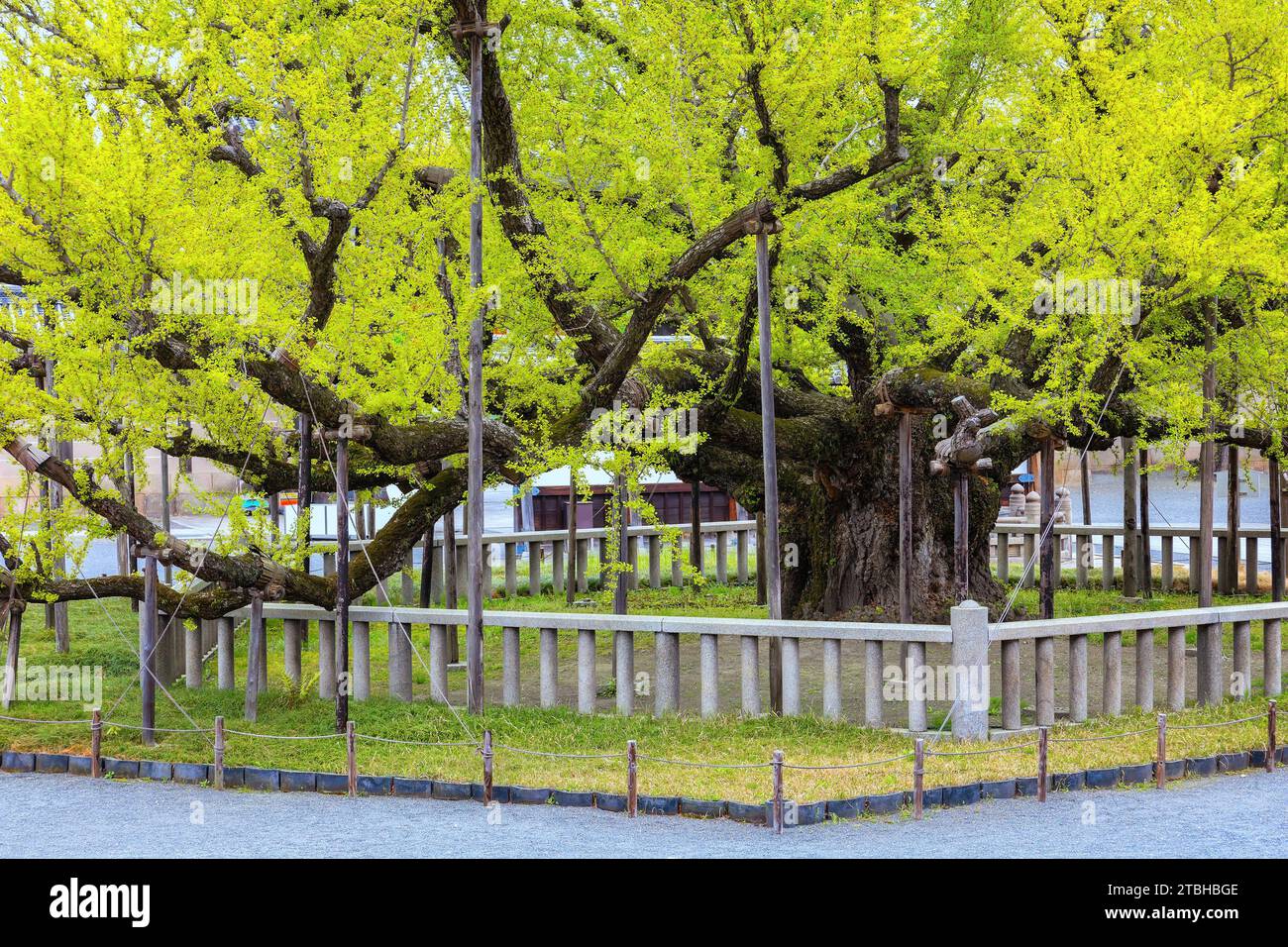 Kyoto, Japan 6. April 2023 Nishi HonganJI ist einer von zwei Jodo