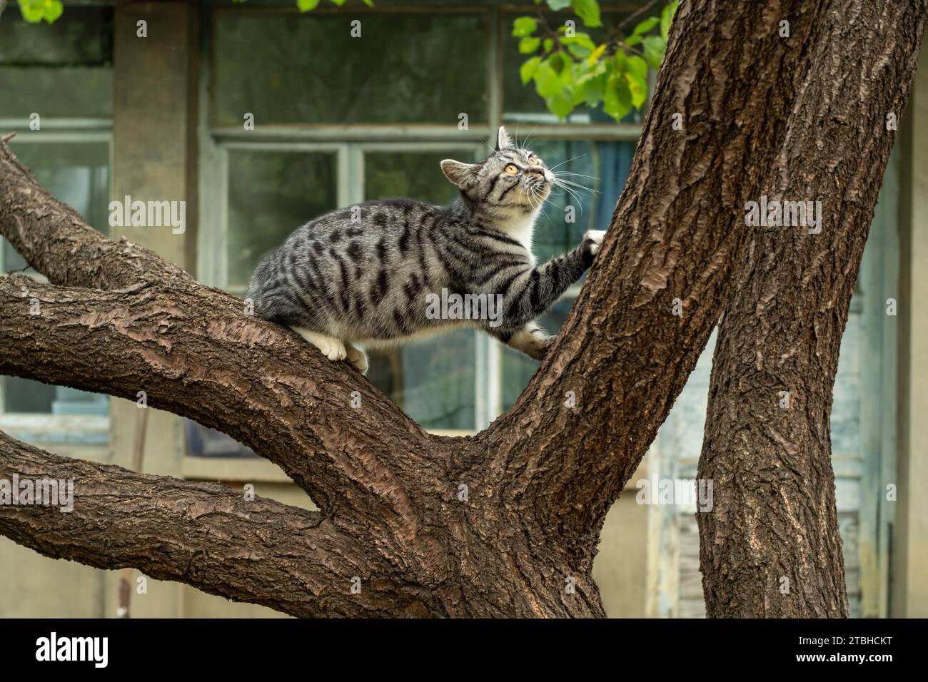Katze auf einem Baum. Stockfoto