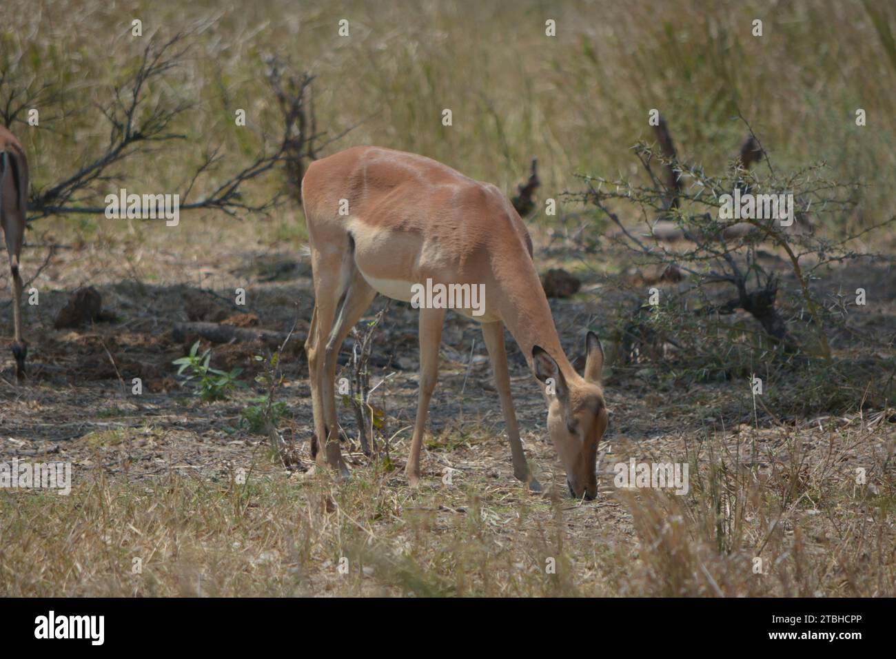 Ein dünner Impala-Bock, der nach etwas zu essen sucht im trockenen Gras afrikanischen Busch veld, Limpopo Südafrika. Stockfoto