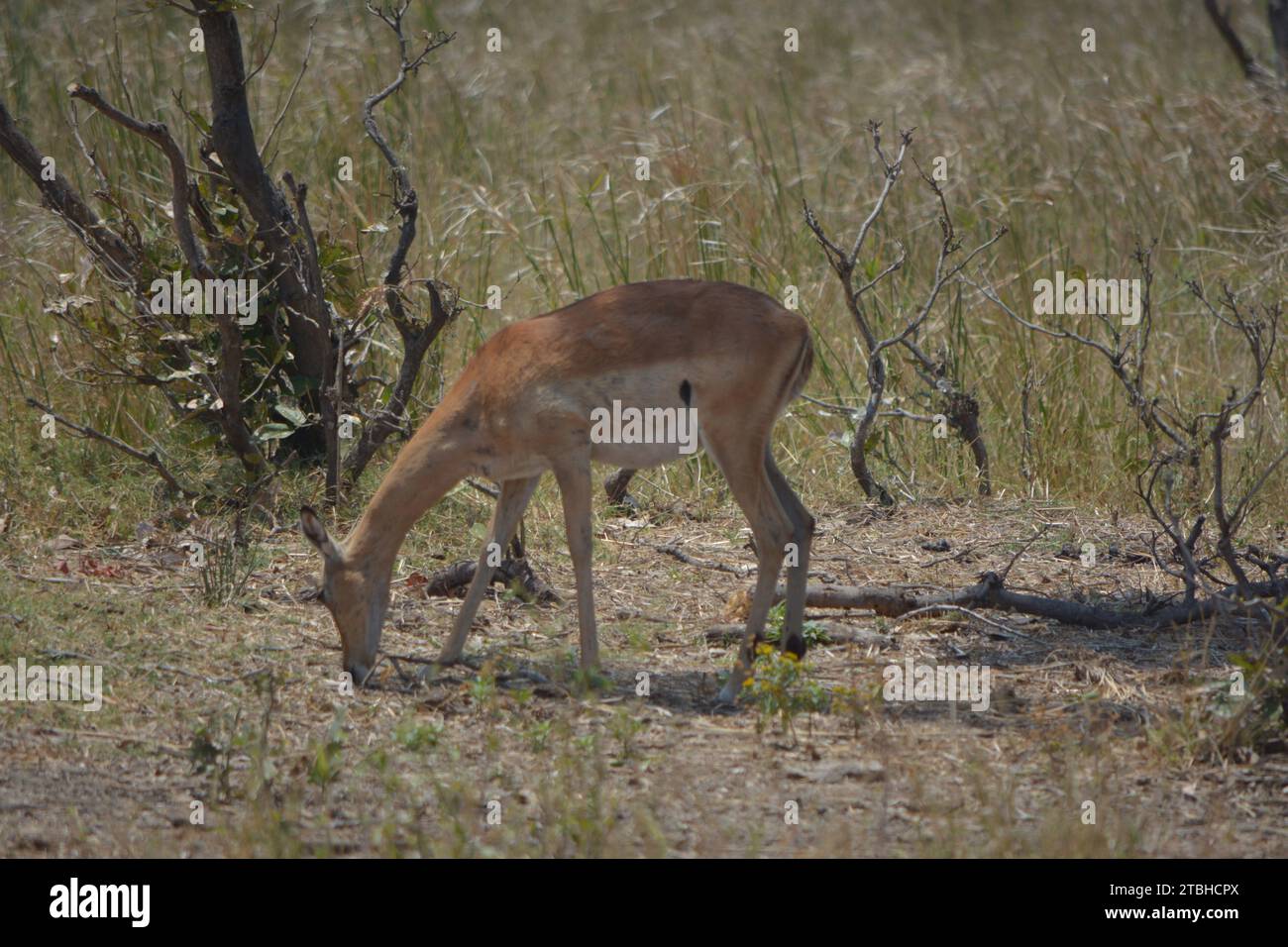 Ein dünner Impala-Bock, der nach etwas zu essen sucht im trockenen Gras afrikanischen Busch veld, Limpopo Südafrika. Stockfoto