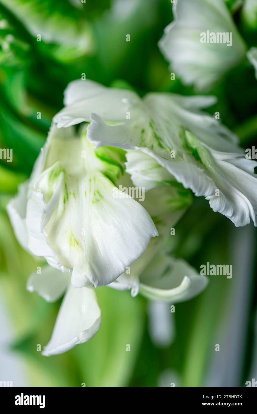 Schöne Staffel weißer Papageienart Tulpen in der Vase auf weißem Hintergrund, Frühlingsferienkonzept, Kunsthintergrund Stockfoto