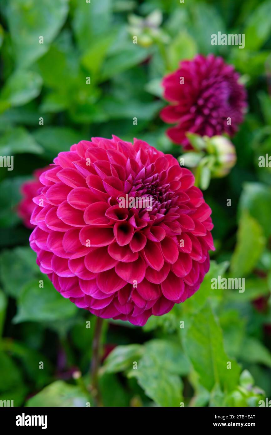 Miniatur-Dekorative Dahlia Blyton Royal Samt, tiefrot / Wein / burgunderrote Blumen Stockfoto