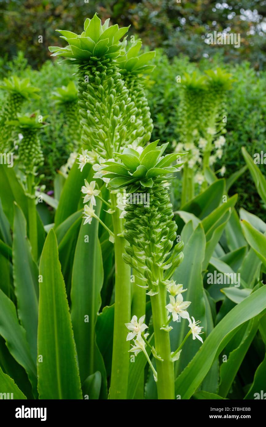 Eucomis pallidiflora Goliath, Ananaslilie Goliath, Eucomis Pole-evansii Goliath, Säulen von kleinen cremeweißen Blüten mit grünen Zentren Stockfoto