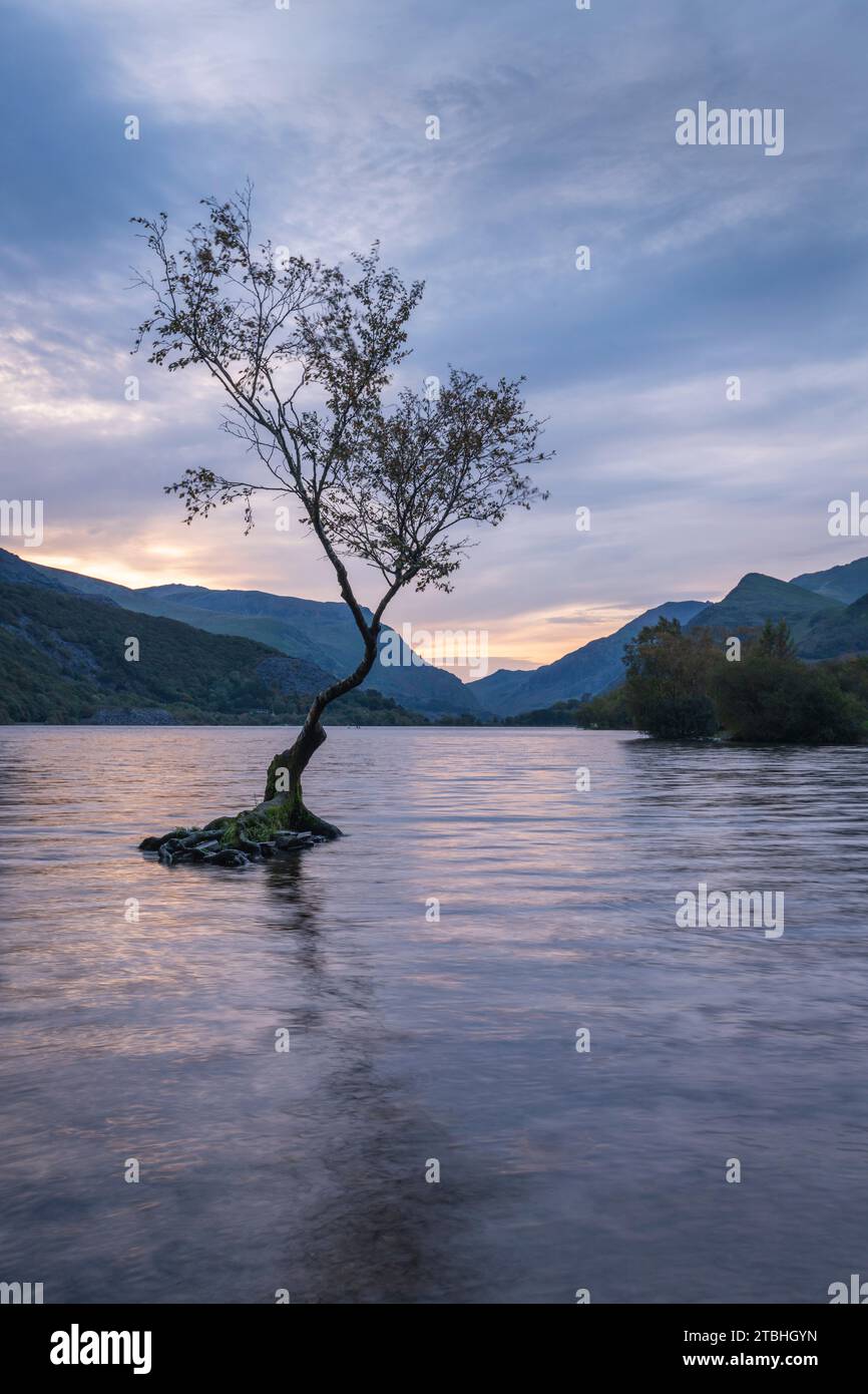 Einsamer Baum auf Llyn Padarn at Dawn, Llanberis, Snowdonia National Park, Wales, Großbritannien. Herbst (Oktober) 2023. Stockfoto