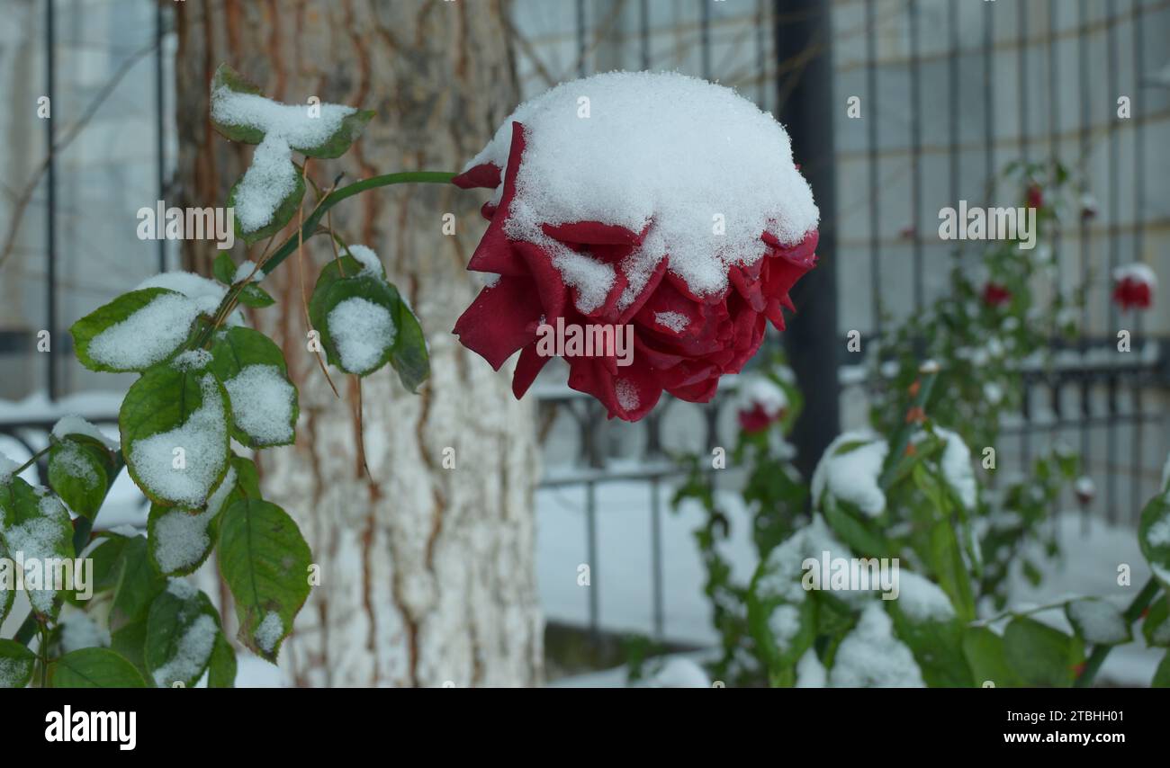 Rot verwelkte Rose in der Kälte unter dem Schnee Stockfoto