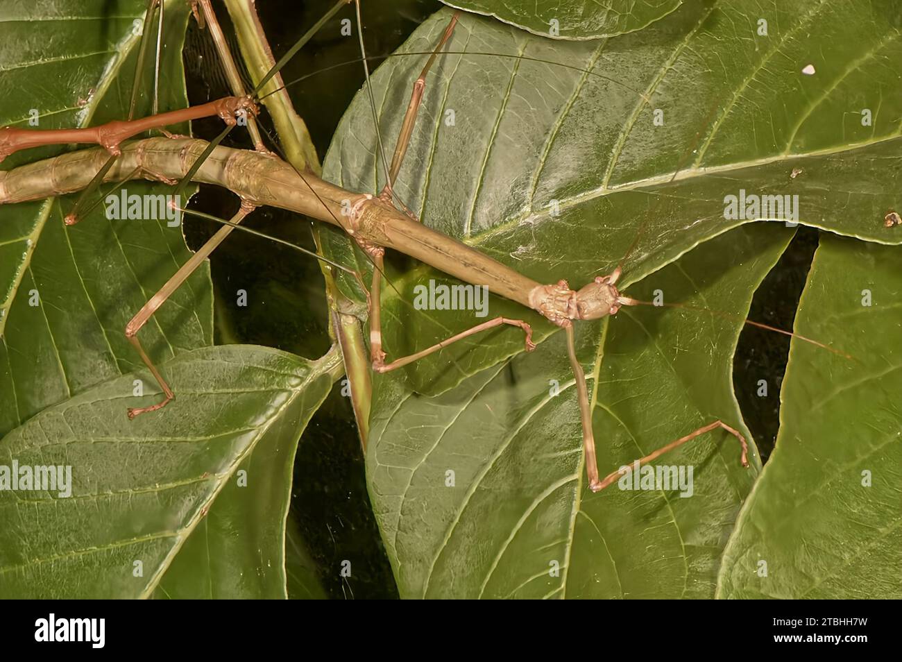 Phasmatodea, Walkingstick Insekten-Nahaufnahme Stockfoto