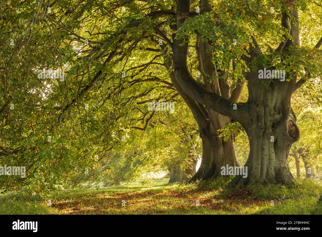 Sonnendurchflutete herbstliche Buchen in der Nähe von Badbury Rings, Dorset, England. Herbst (Oktober) 2023. Stockfoto