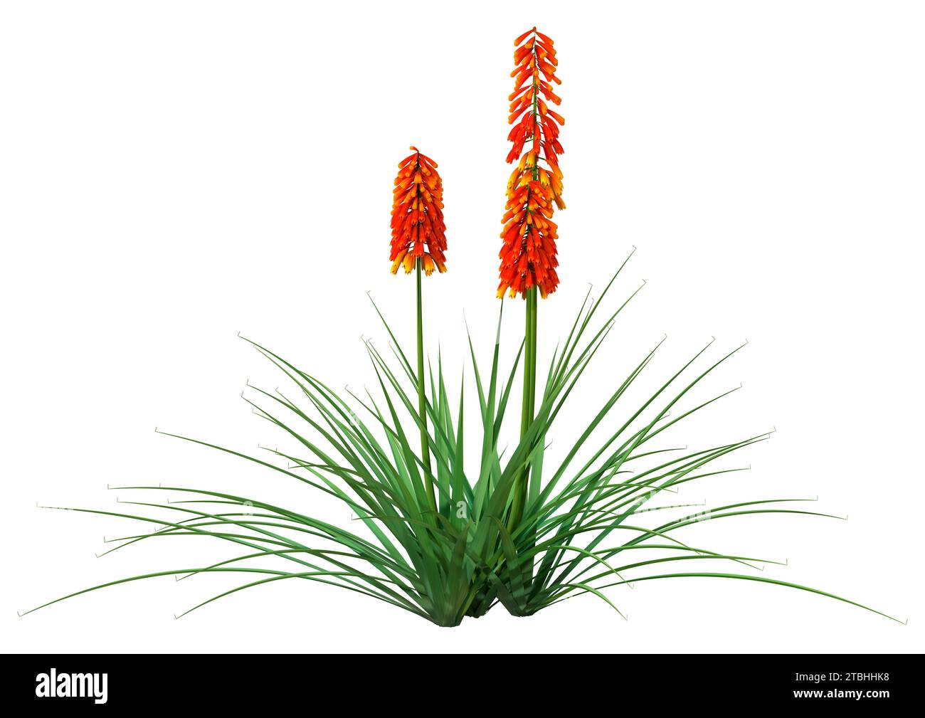 3D-Rendering blühender Kniphofia-Pflanzen isoliert auf weißem Hintergrund Stockfoto