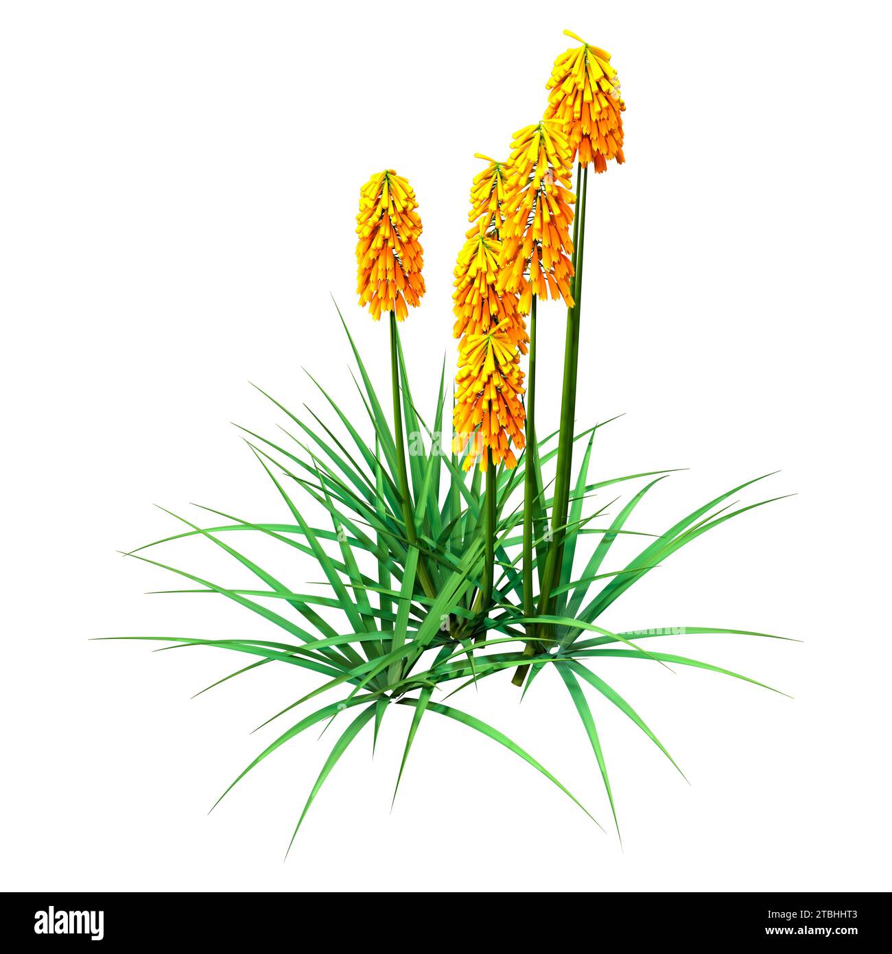 3D-Rendering blühender Kniphofia-Pflanzen isoliert auf weißem Hintergrund Stockfoto