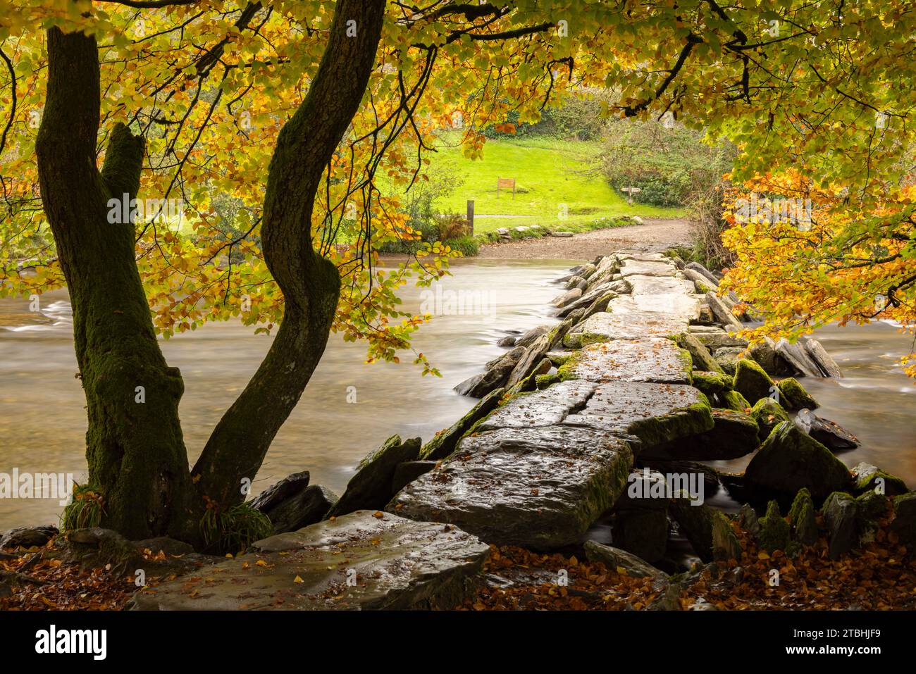 Herbstliches Laub oberhalb der Tarr Steps Clapper Bridge über den River Barle im Exmoor National Park, Somerset, England. Herbst (Oktober) 2023. Stockfoto