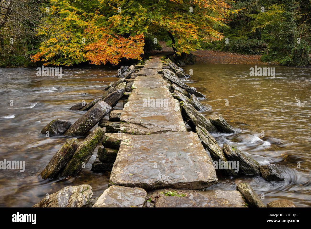 Herbstliches Laub oberhalb der Tarr Steps Clapper Bridge über den River Barle im Exmoor National Park, Somerset, England. Herbst (Oktober) 2023. Stockfoto