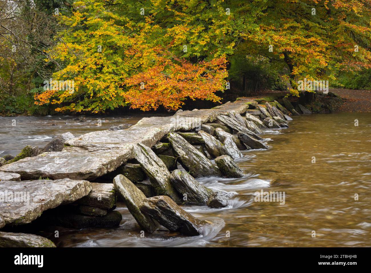 Herbstliches Laub oberhalb der Tarr Steps Clapper Bridge über den River Barle im Exmoor National Park, Somerset, England. Herbst (Oktober) 2023. Stockfoto