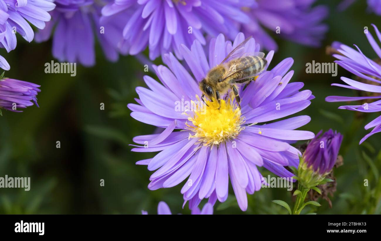 Biene auf violetten Astern im Herbst Stockfoto