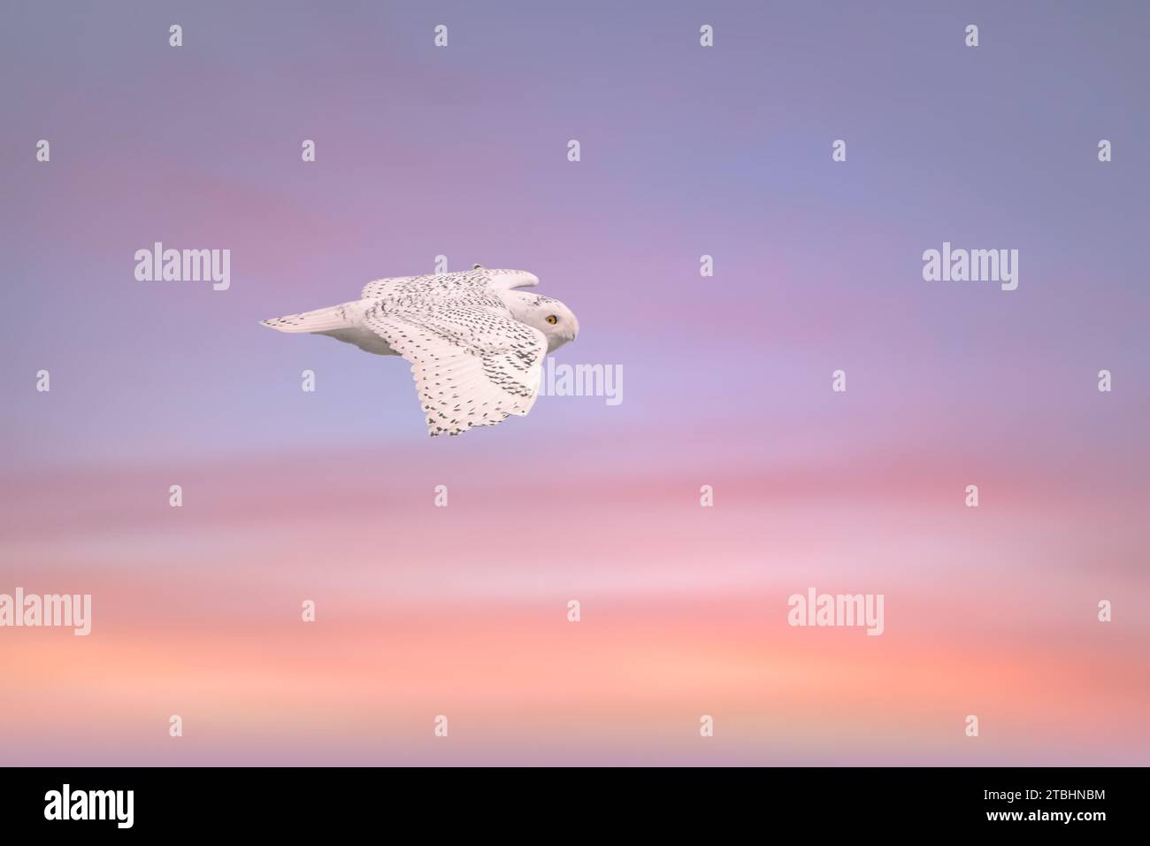 Nahaufnahme von Snowy Owl, der durch den pastellfarbenen Himmel fliegt Stockfoto