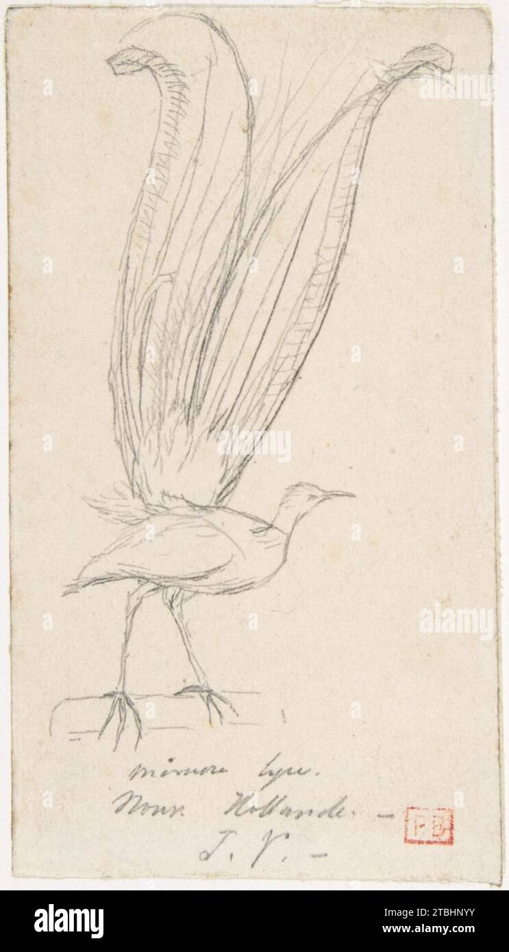 A Lyre Bird 1967 von Charles Meryon Stockfoto
