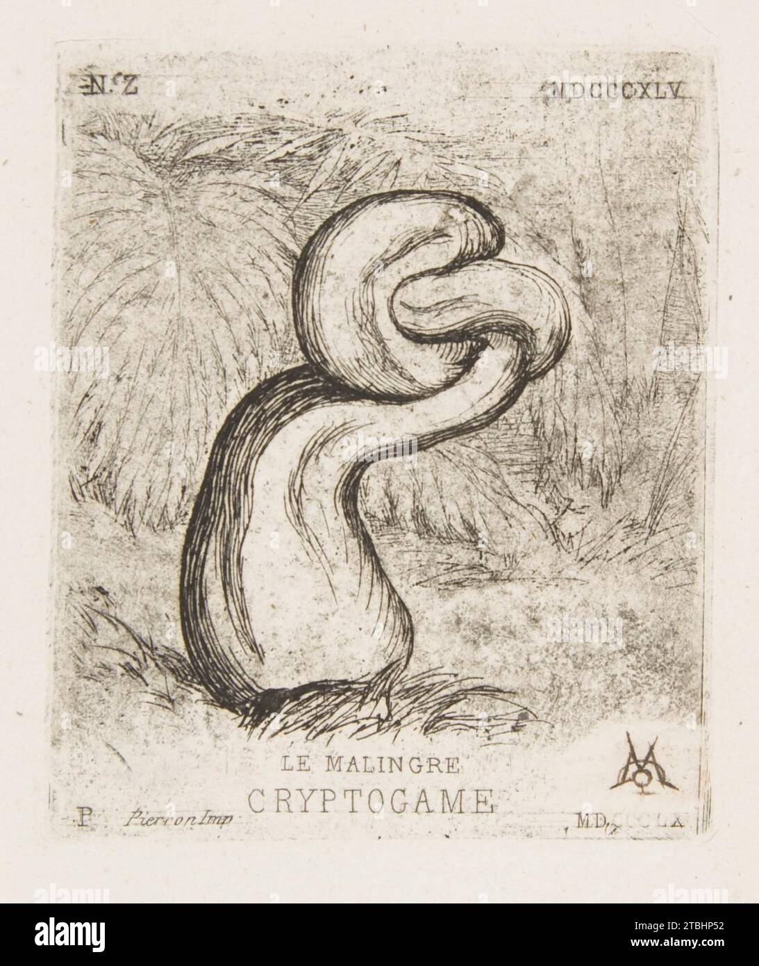 Die knallige Cryptogamia 1917 von Charles Meryon Stockfoto