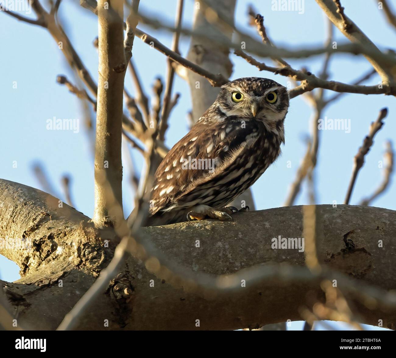 Steinkauz (Athene Noctua) Stockfoto