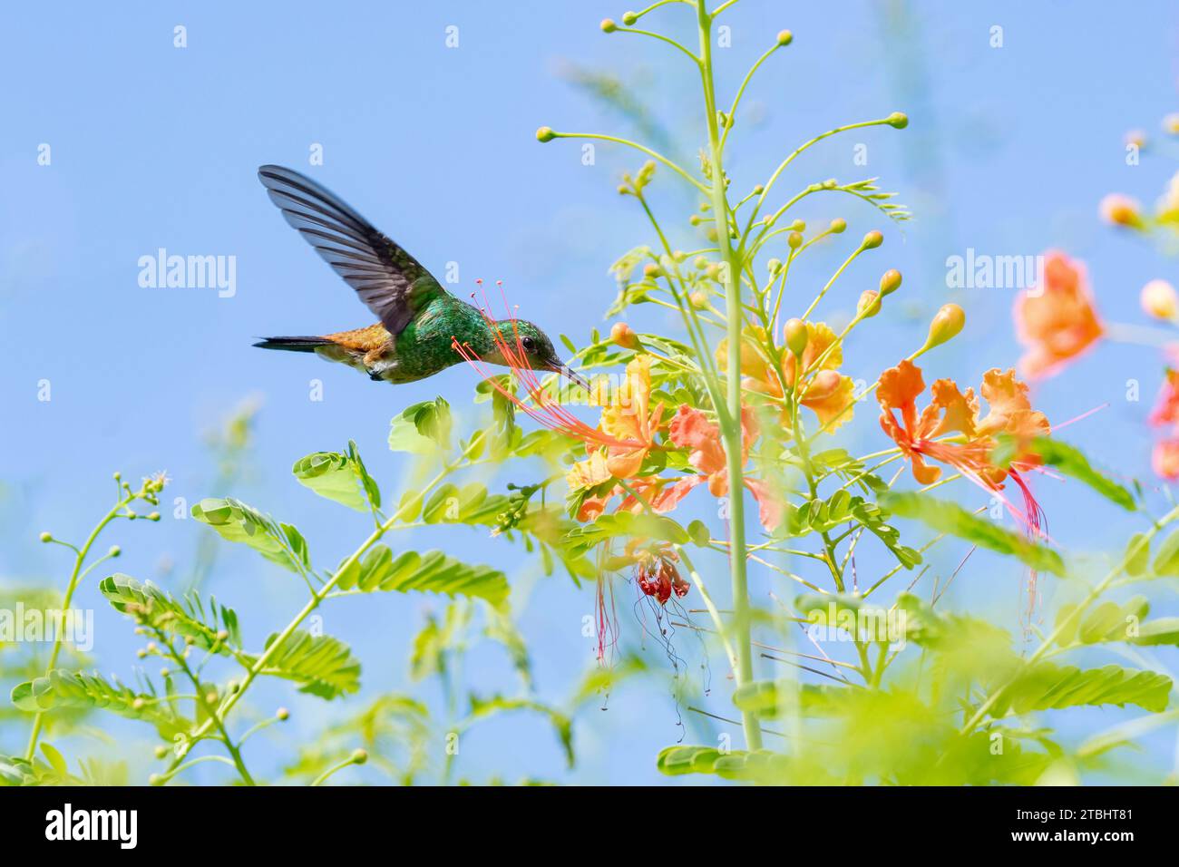 Ein Kolibri mit Kupferklumpen, Amazilia-Tabak, bestäubende Blumen am blauen Himmel an einem sonnigen Tag Stockfoto