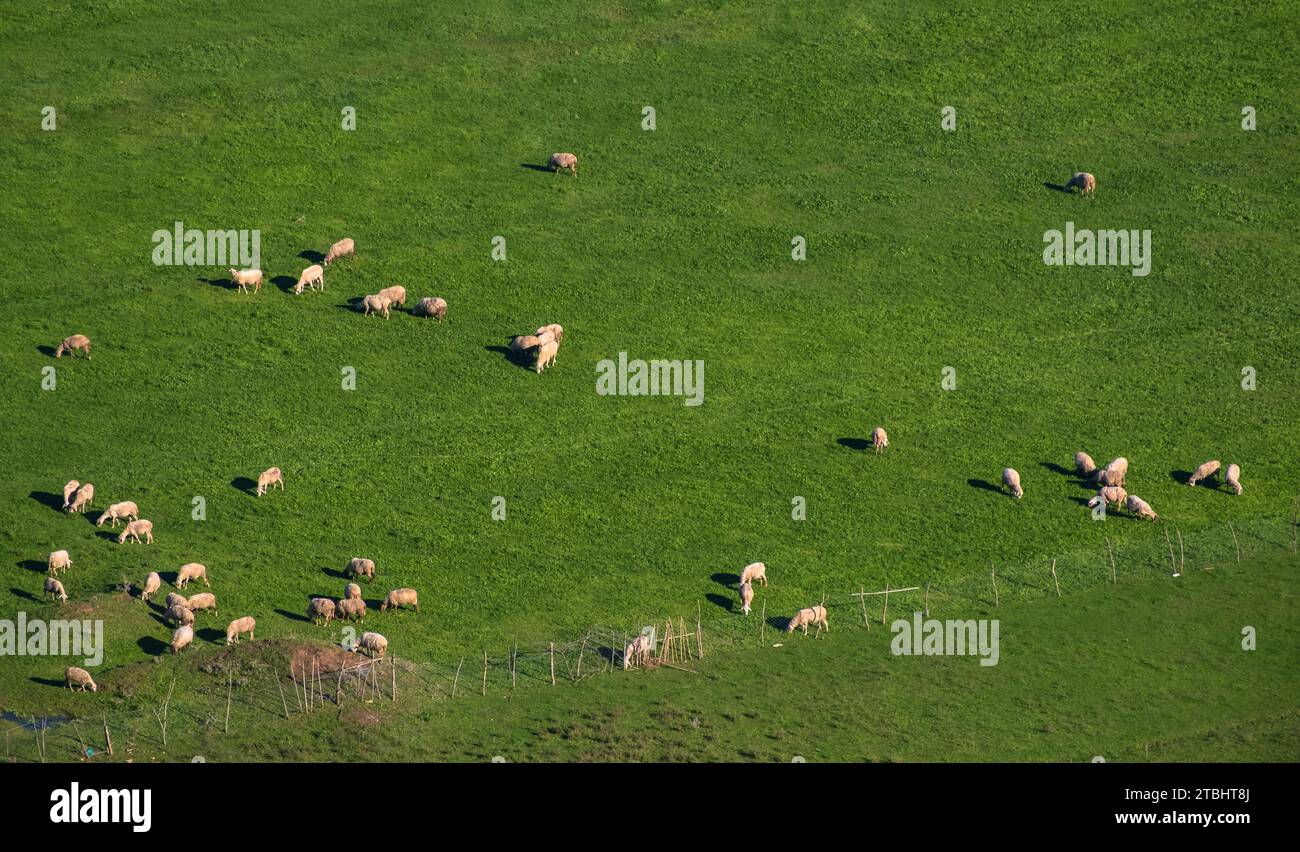 Eine Gruppe Schafe auf einer Weide steht nebeneinander. Eine kleine Herde von Suffolk Schafen mit schwarzem Gesicht und Beinen in einem Sommer Wiese-Reise-Foto, keine peo Stockfoto