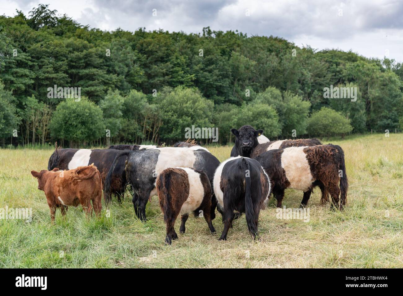 Herde von Belted Galloway-Rindern auf marginalem Buschland, die dazu verwendet werden, ihre Fruchtbarkeit wiederherzustellen. Co. Durham, Großbritannien. Stockfoto