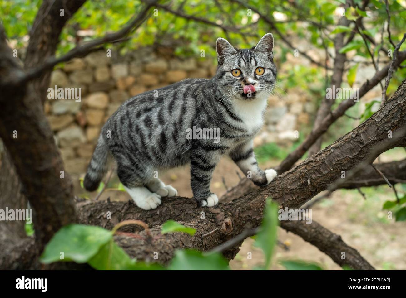 Katze, die aus der Zunge auf einem Baum ragt. Stockfoto