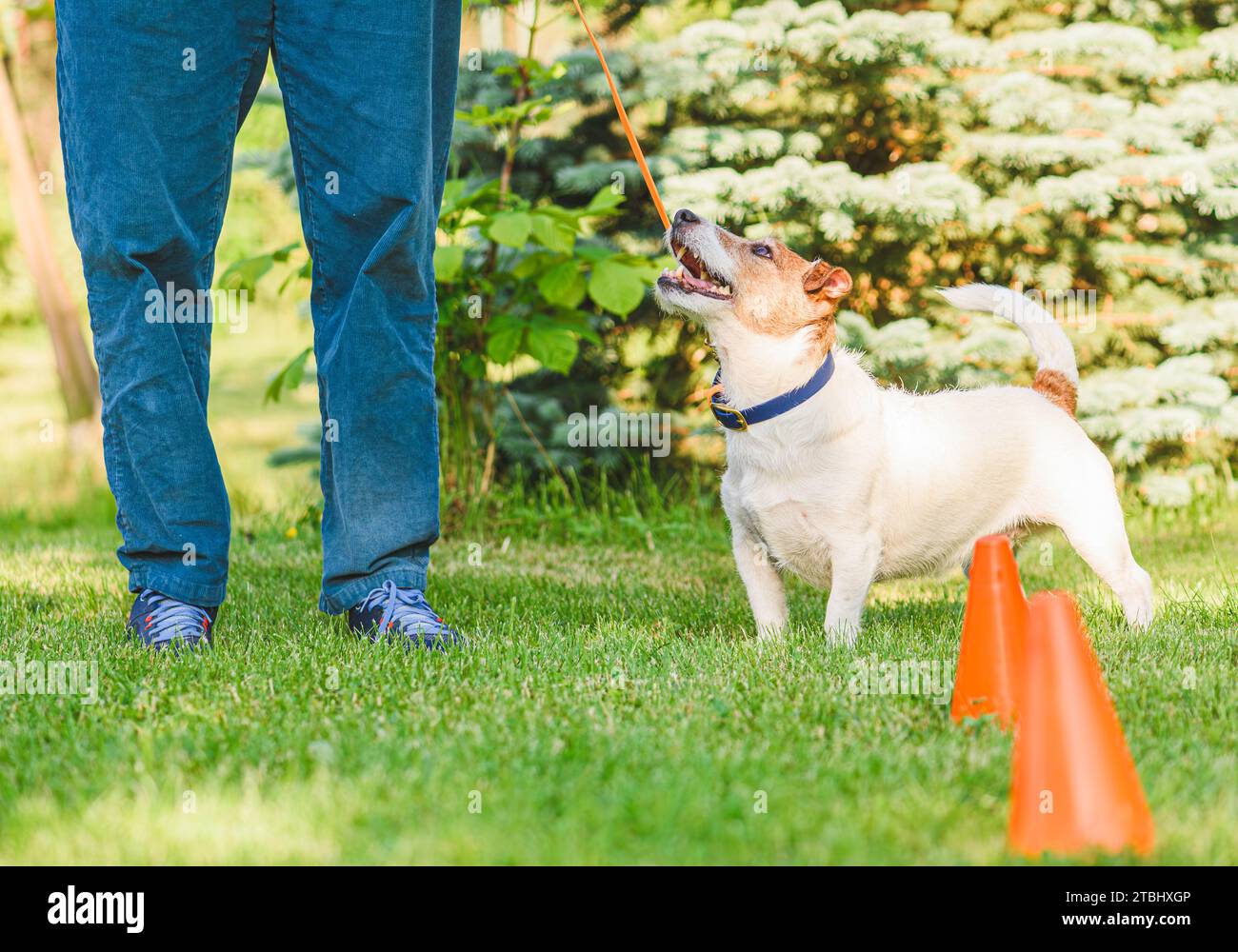 Hundegehorsam-Trainingsschule: Wie man seinen Hund trainiert, ohne zu ziehen, gut an der Leitung zu laufen Stockfoto