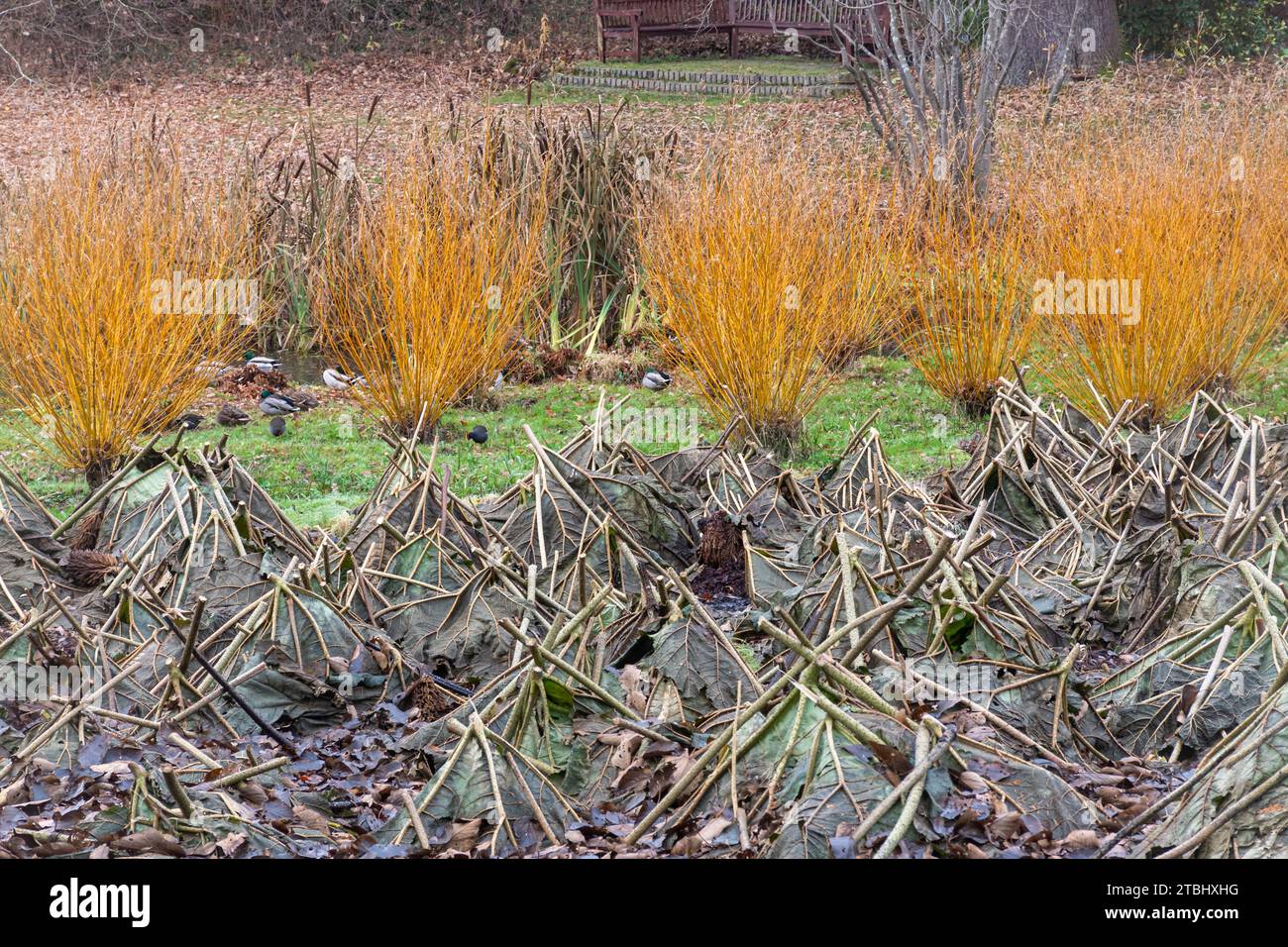Blick auf den Wintergarten der Savill Gardens, Surrey Berkshire Border, England, Großbritannien, im Dezember, mit farbenfrohen Hartwoldern und Gunnera manicata Stockfoto