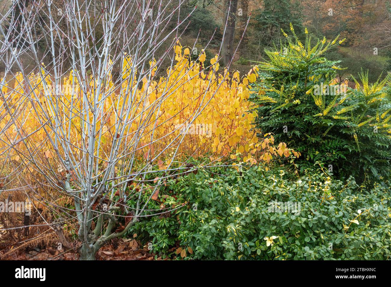 Winteransicht der Savill Gardens, Surrey Berkshire Border, England, Großbritannien, im Dezember, mit Acer Tegmentosum „Valley Phantom“ Stockfoto