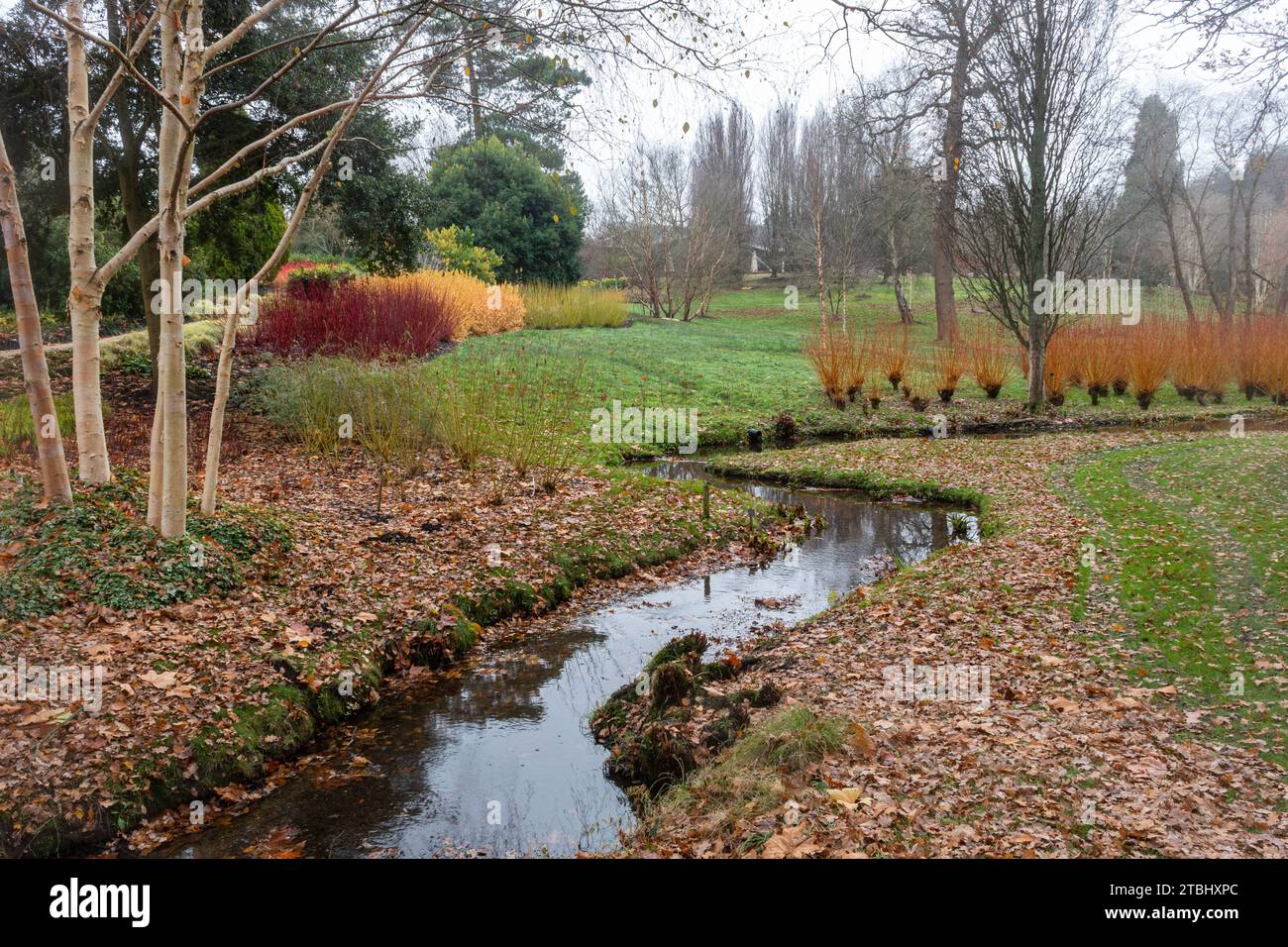 Blick auf den Wintergarten der Savill Gardens, Surrey Berkshire Border, England, Großbritannien, im Dezember, mit farbenfrohen Hundehölzern Stockfoto