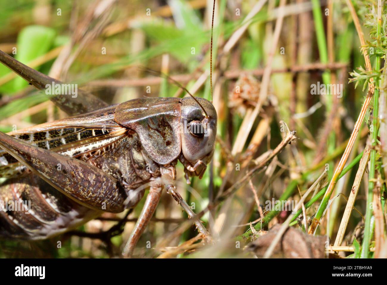 Makrofoto eines dunklen Buschgrickenkopfes im Gras Stockfoto