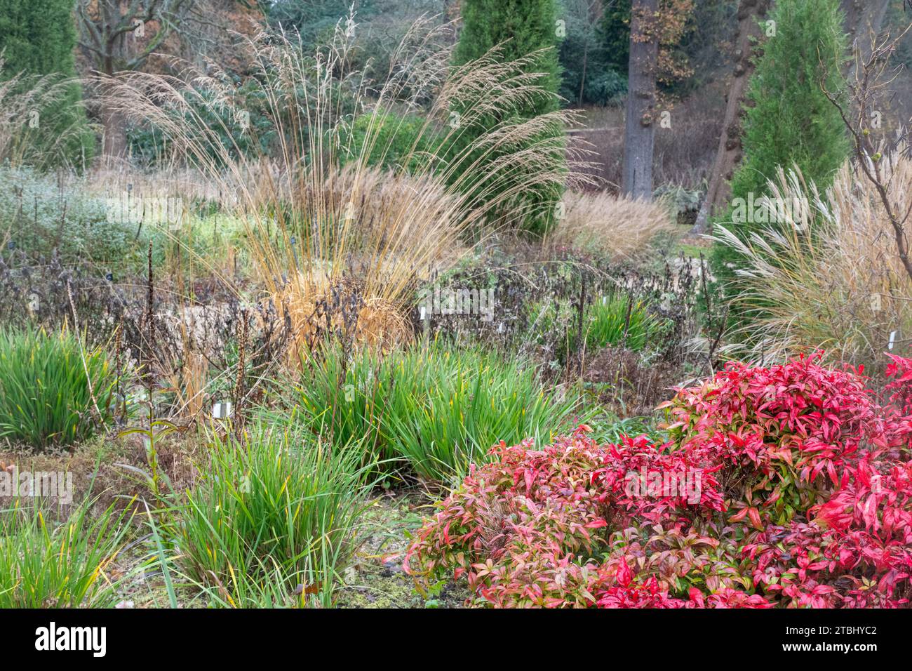 Blick auf die Savill Gardens im Dezember oder Winter, Surrey Berkshire Border, England, Großbritannien, mit Heavenly Bamboo (Nandina domestica „Pygmaea“) und Gräsern Stockfoto
