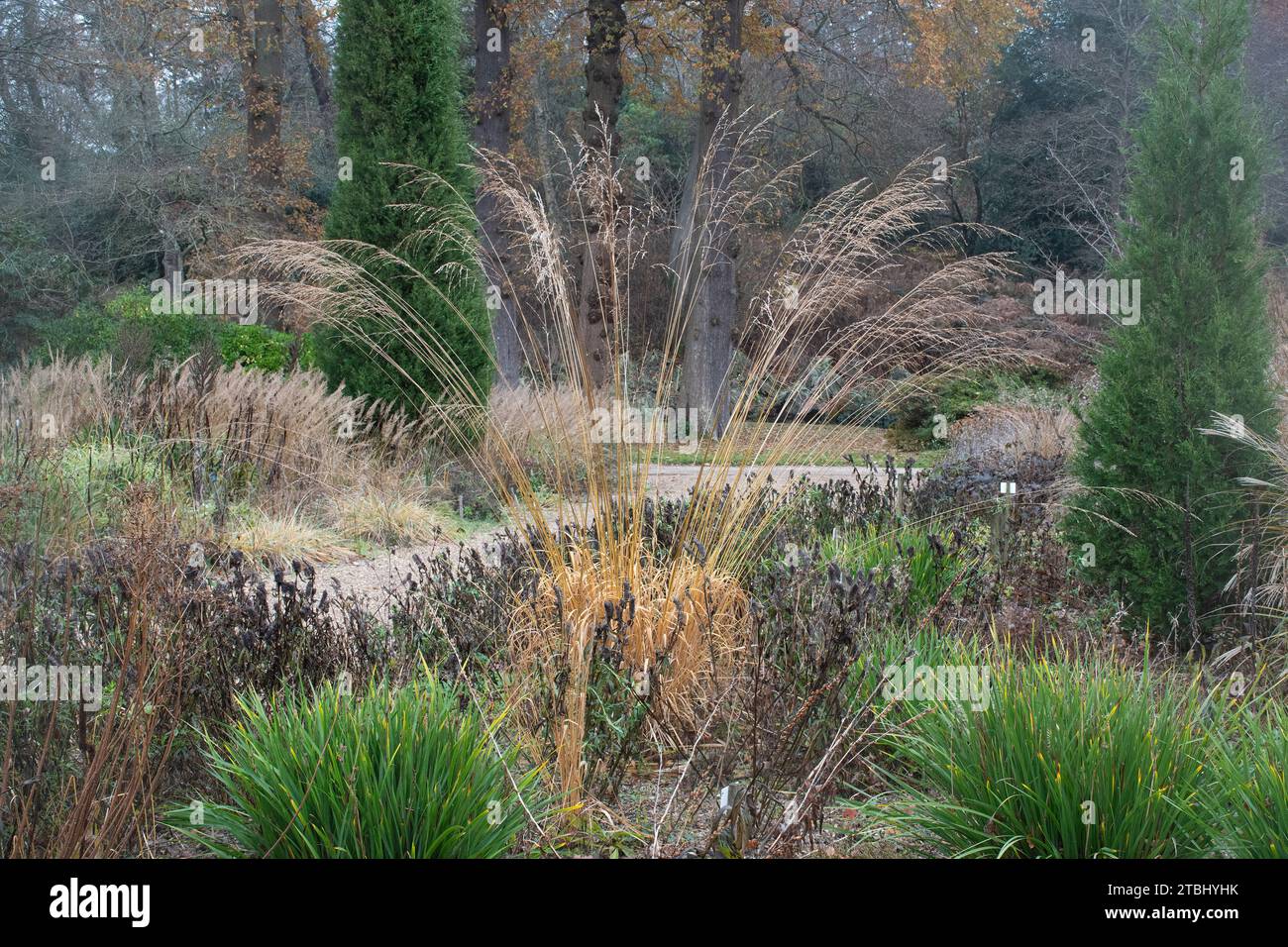 Blick auf die Savill Gardens im Dezember oder Winter, Surrey Berkshire Border, England, Großbritannien Stockfoto
