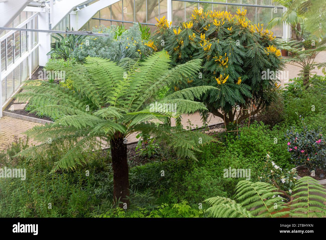 Blick auf Pflanzen wie einen großen Baumfarn und Mahonia oiwakensis Sträucher im Queen Elizabeth Temperate House in Savill Gardens, England, Großbritannien Stockfoto