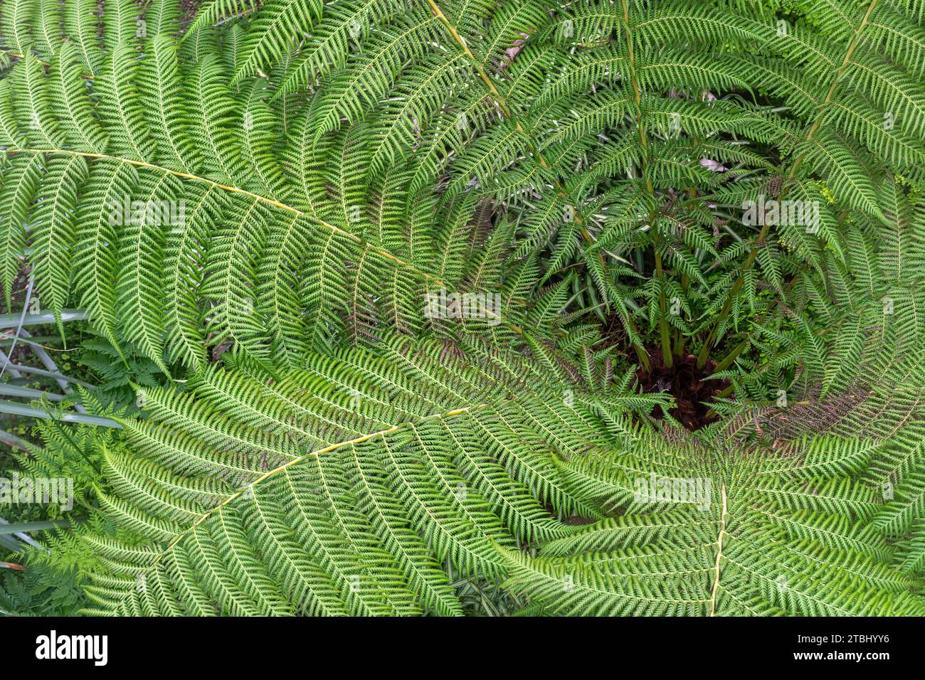 Grüne Stirnblätter einer Baumfarnpflanze von oben gesehen Stockfoto