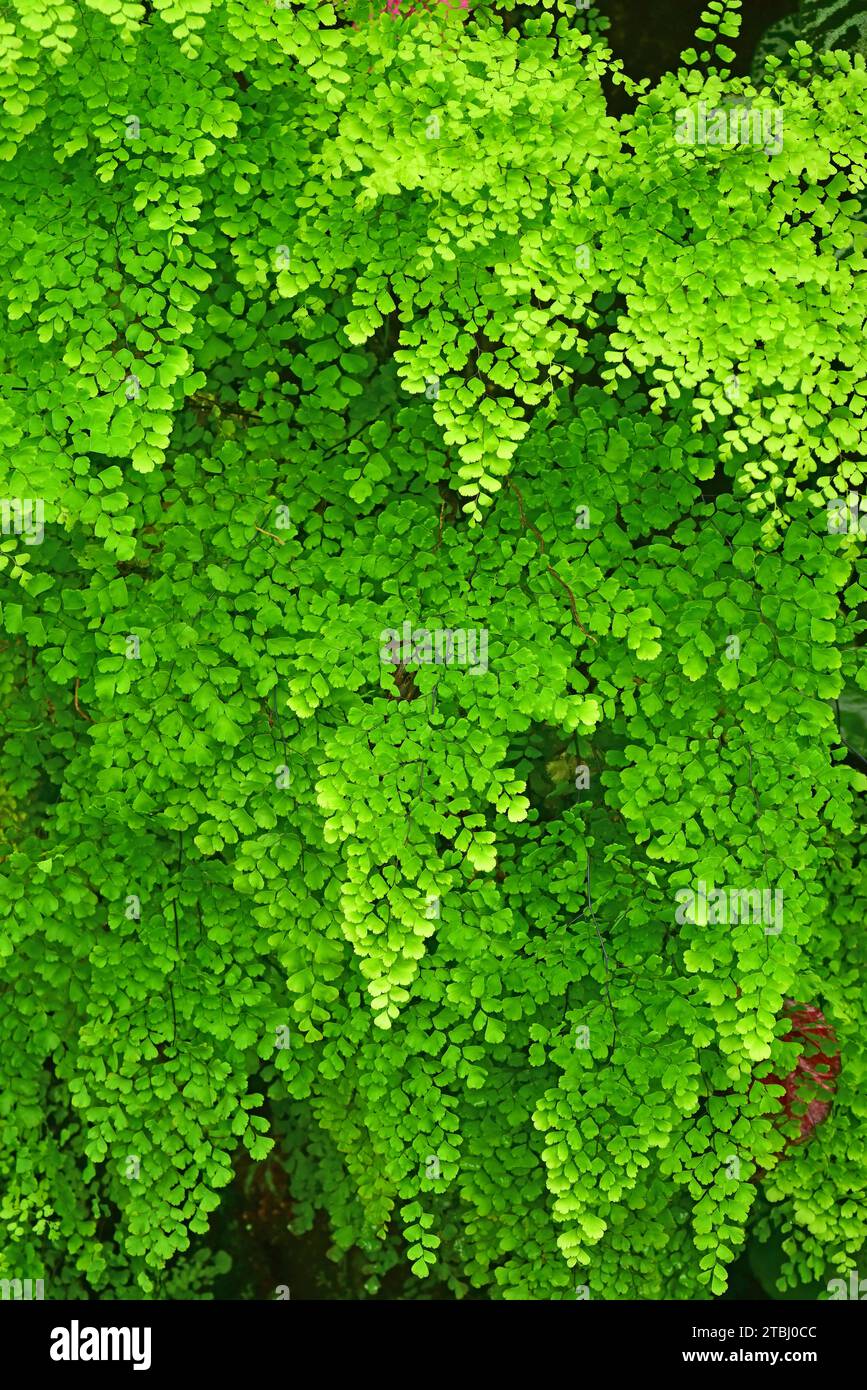 Schwarzer Maidenhair-Farn (Adiantum capillus-veneris) ist ein Farn der weltweiten Verbreitung. Stockfoto