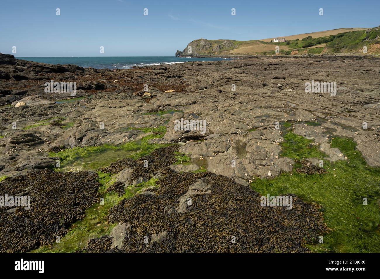 Rocky Seashore mit Algen, Felsenbecken. Prawle Point, Devon, Großbritannien Stockfoto