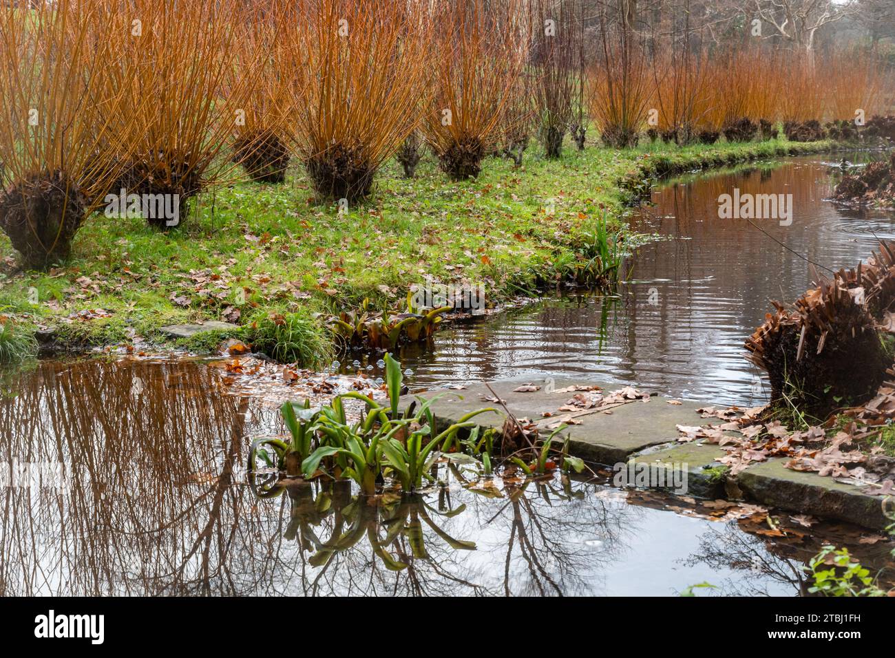 Blick auf den Wintergarten der Savill Gardens, Surrey Berkshire Border, England, Großbritannien, im Dezember, mit farbenfrohen Hundeschlättern am Wasser Stockfoto