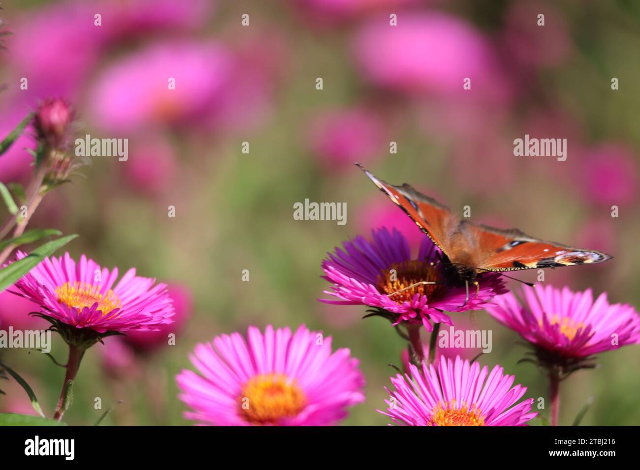 Ein Schmetterling Inachis, Paon du Jour, Pfau, besucht eine lila Arlington Blume im Sauerland Stockfoto